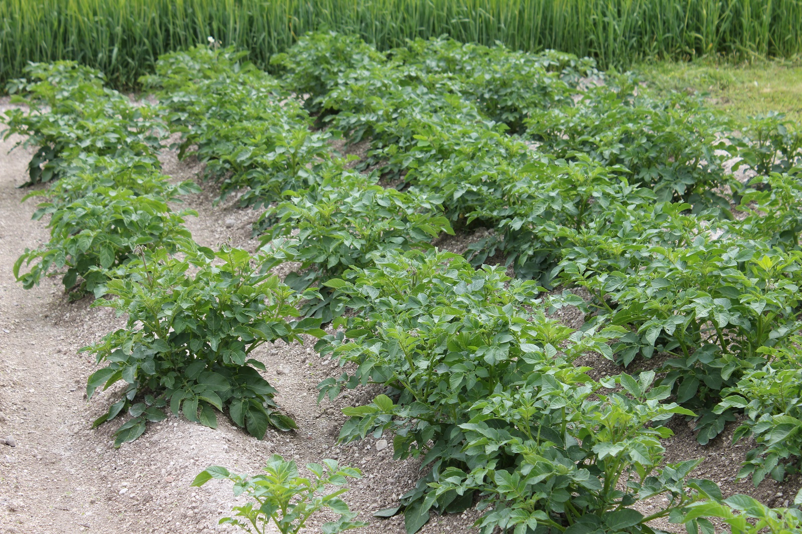 Rangs de pommes de terre bien buttés au potager. © S.Chaillot